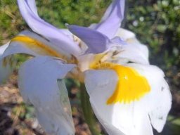 Dietes grandiflora serrated nectar guide tip